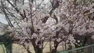 岡山県岡山市【岡山市立箕島小学校】平成２８年・桜