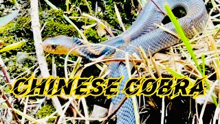 Chinese Cobra 飯鏟頭