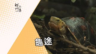 【動物保育】龜途｜淪為盜獵走私對象的食蛇龜 (我們的島 第664集 2012-07-16)