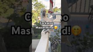 Cockatoo's Unique Talent Revealed!