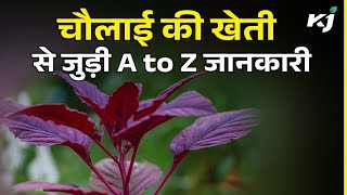 चौलाई की खेती (Amaranthus Farming) की बुवाई से लेकर कटाई तक A to Z जानकारी