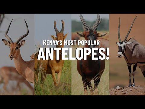 How many antelopes are left in Africa?