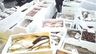 小牧市　新鮮 スーパー 採用求人 4月26日三河屋鮮魚部の敦賀産直情報です。