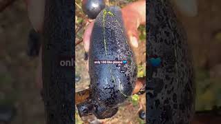 amazing black mango cutting video, please do a like #shorts #viral #tiktok #trending