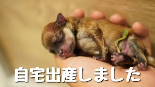 ポメラニアンの赤ちゃんが産まれました【一人暮らしの大学生とポメラニアンの日常】