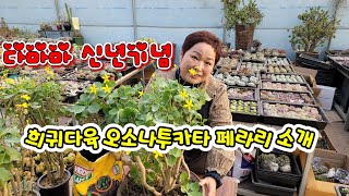 #다마마 신년기념, 희귀다육소개~(#다육마트 #희귀다육 #분갈이)