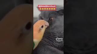 အခွက်ပြောင်သော ငှက် #funny #anime #funnyvideo #birds #comady