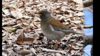 マイ スライドショー　大泉緑地の鳥（２０１７年３月２４日）