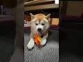 【爆笑】怒りながらお手する柴犬🐶噛みません‼️ 柴犬　 犬　 おもしろ 面白い　 shorts