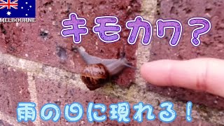 【メルボルン】雨の日に現れる！キモカワ？なカタツムリを観察してみた