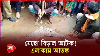 চরফ্যাশনে মেছো বিড়াল উদ্ধার, এলাকায় আতঙ্ক | Fishing Cat | Char Fassion | Bhola | PB