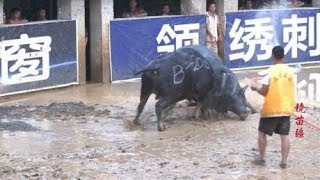 荔波甲良猛牛争霸赛：新东方不败2000号积极主动、对手如何防守