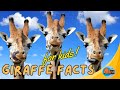 #animalfactsforkids  Giraffe Facts for Kids