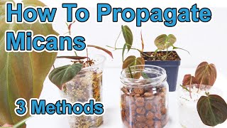 How To Propagate Philodendron Micans ( 3 Methods )