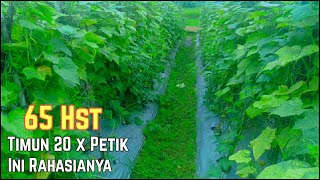 Mentimun Usia Tua Buah Tetap Produktif