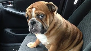 I have NEVER SEEN anything BETTER before! - Funny DOGS SINGING compilation I have NEVER SEEN anything BETTER before! - Funny DOGS SINGING compilation