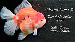 Mengobati kutu jarum dan jamur pada ikan koki || tanpa di cabut