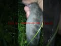 big varal fish catching shorts