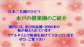 日本三名園のひとつ　水戸の偕楽園　のご紹介