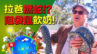 拉爸撚大蛇！拉哥阻袋鼠飲奶！《拉住爸爸去旅行 - 澳洲》Ep.5