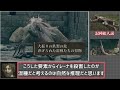 城主エドガー＆イレーナを考察：今から考え始める『エルデンリング』【elden ring】