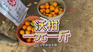 沃柑最后的倔强！1元1斤新鲜现摘，广西水果自由就是任性！