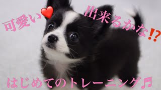 しつけ#仔犬#クリッカー#トレーニング#チワワ#かぐらちゃん#