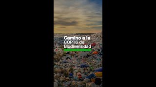 Metas clave en la COP 16, grave deforestación en El Cerrado y más