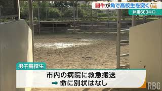 体重680キロの闘牛 角で少年の胸付近を突きけがさせる 出血し救急搬送も命に別状なし 石垣市