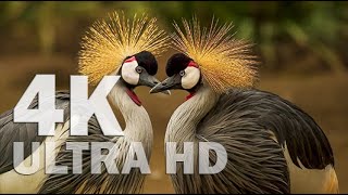The Most Colorful Birds in 4K - Beautiful Birds Sound in the Forest | Scenic Relaxation Film#animal