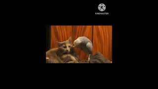 நாம யார் வம்புக்கும் போரத்திலை 🐱🤣😂😁|| funny animals #shorts