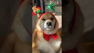 クリスマスさせられる柴犬 #shibainu #dog  #christmas