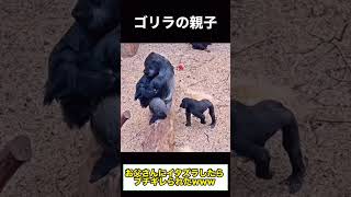 【ゴリラの親子】お父さんにイタズラしたらブチギレられたwww