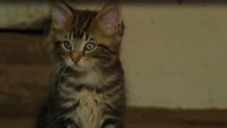 Raising Cute 'Killer' Kittens | BBC Earth