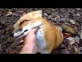 fox go floof