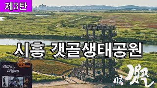 랜선힐링여행, 145만평 시흥갯골생태공원, 서울근교 가볼만한곳 강추, 갯벌의산삼 함초의 효능\