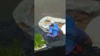 Beta balığı kiraz karides saldırı betta splendens fish attack Neocaridina davidi shrimp fight