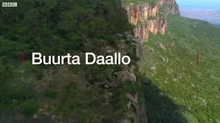 Dalxiiska daalo