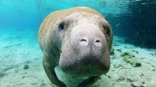 Crystal Manatees - Florida Manatee Wildlife