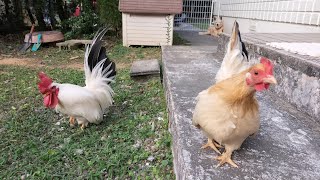 チャボさんから巣箱の発注が入りました【ニワトリ】🐤 Hey, you should make a nest for me.