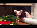 sphynx and bambino female babies