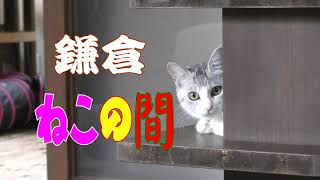 鎌倉ねこの間　ねこカフェ　保護猫　安らぎ　癒し　家族　鎌倉古民家風　鎌倉大仏近く　ねことの縁結び