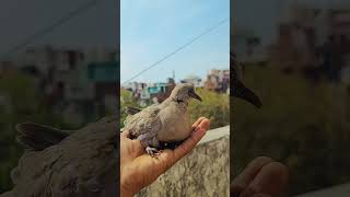 is pakshi ka name batao ? #viral #pigeon #shorts #youtubeshorts #youtube #trending