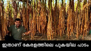 ഇതാണ് കേരളത്തിലെ പുകയില പാടം..😮 Tobacco Farming