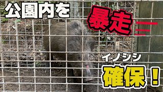 公園内を暴れ周るイノシシを捕獲！