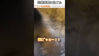 猫のおもしろ動画にツッコミどころ満載なアフレコしてみた＃183【冷蔵庫】【ハプニング映像】#shorts　#アフレコ #面白動画