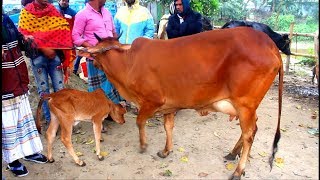 অস্ট্রেলিয়ান গাভী কিনতে পারেন হাট থেকে।শীতকালে গাভীর দাম জানুন  হাট থেকে। cow market in bangladesh