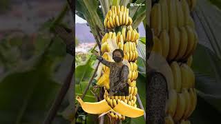 AMAZING BANANAS! #ASMR #MAGIC#FRUIT #TEMPLATE#FUN #VIRAL#SHORTS