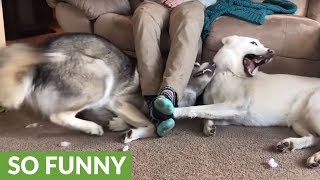 Huskies battle for right to lay under owner's legs