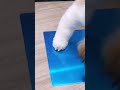 諦めた時の顔w 子犬 シーズー